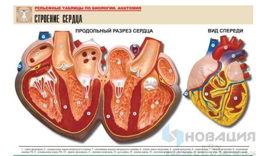 Рельефная таблица Строение сердца
